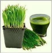 wheat-grass-barley-grass