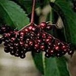 elderberry-%e0%b9%80%e0%b8%ad%e0%b8%a5%e0%b9%80%e0%b8%94%e0%b8%ad%e0%b8%a3%e0%b9%8c%e0%b9%80%e0%b8%9a%e0%b8%ad%e0%b8%a3%e0%b9%8c%e0%b8%a3%e0%b8%b5%e0%b9%881