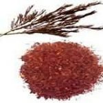 rooibos-%e0%b8%a3%e0%b8%b9%e0%b8%ad%e0%b8%b4%e0%b9%82%e0%b8%9a%e0%b9%89%e0%b8%aa