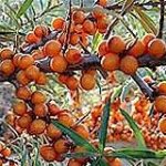 seabuckthorn-%e0%b8%8b%e0%b8%b4%e0%b8%9a%e0%b8%b1%e0%b8%84%e0%b8%98%e0%b8%ad%e0%b8%a3%e0%b9%8c%e0%b8%99